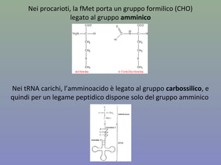 Nei procarioti, la fMet porta un gruppo formilico (CHO)
legato al gruppo amminico
Nei tRNA carichi, l’amminoacido è legato al gruppo carbossilico, e
quindi per un legame peptidico dispone solo del gruppo amminico
 