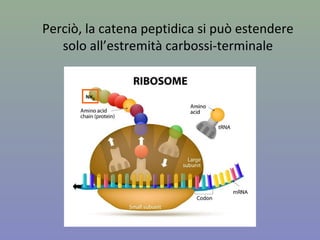 Perciò, la catena peptidica si può estendere
solo all’estremità carbossi-terminale
NH2
 