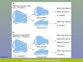 Figura 6.13
Peter J Russell, Genetica © 2010 Pearson Italia S.p.A
 