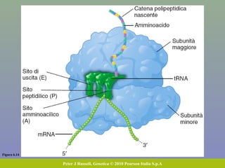 Figura 6.14
Peter J Russell, Genetica © 2010 Pearson Italia S.p.A
 