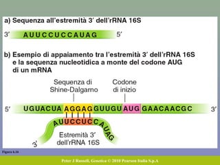 Figura 6.16
Peter J Russell, Genetica © 2010 Pearson Italia S.p.A
 