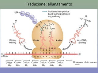 Traduzione: allungamento
 