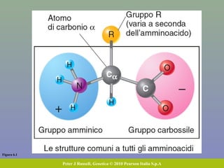 Figura 6.1
Peter J Russell, Genetica © 2010 Pearson Italia S.p.A
 