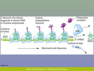 Figura 6.19
Peter J Russell, Genetica © 2010 Pearson Italia S.p.A
 