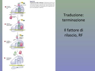 Traduzione:
terminazione
Il fattore di
rilascio, RF
 
