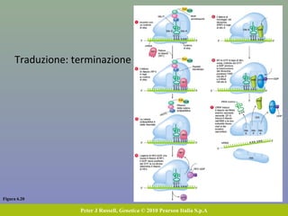 Figura 6.20
Peter J Russell, Genetica © 2010 Pearson Italia S.p.A
Traduzione: terminazione
 