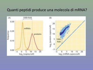 Quanti peptidi produce una molecola di mRNA?
 