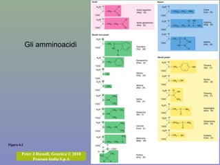 Figura 6.2
Peter J Russell, Genetica © 2010
Pearson Italia S.p.A
Gli amminoacidi
 