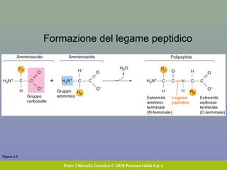Figura 6.3
Peter J Russell, Genetica © 2010 Pearson Italia S.p.A
Formazione del legame peptidico
 
