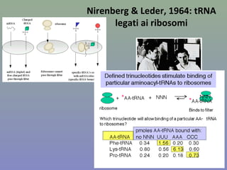 Nirenberg & Leder, 1964: tRNA
legati ai ribosomi
 