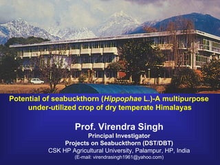 Prof. Virendra Singh
Principal Investigator
Projects on Seabuckthorn (DST/DBT)
CSK HP Agricultural University, Palampur, HP, India
(E-mail: virendrasingh1961@yahoo.com)
Potential of seabuckthorn (Hippophae L.)-A multipurpose
under-utilized crop of dry temperate Himalayas
 
