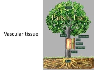 Vascular tissue

 