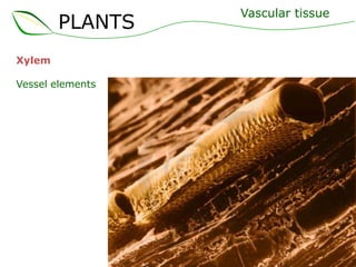 PLANTS
Xylem
Vessel elements

Vascular tissue

 