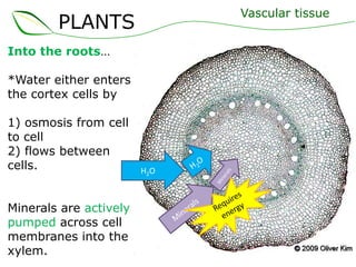 Vascular tissue

PLANTS
Into the roots…
*Water either enters
the cortex cells by
1) osmosis from cell
to cell
2) flows between
cells.
Minerals are actively
pumped across cell
membranes into the
xylem.

H2O

 