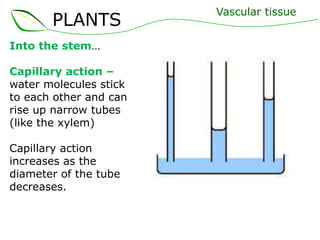 PLANTS
Into the stem…
Capillary action –
water molecules stick
to each other and can
rise up narrow tubes
(like the xylem)
Capillary action
increases as the
diameter of the tube
decreases.

Vascular tissue

 