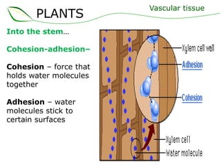 PLANTS
Into the stem…
Cohesion-adhesion–
Cohesion – force that
holds water molecules
together
Adhesion – water
molecules stick to
certain surfaces

Vascular tissue

 