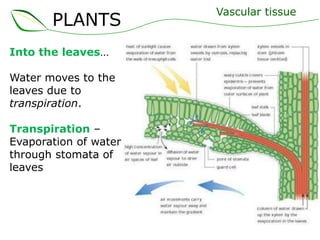 PLANTS
Into the leaves…
Water moves to the
leaves due to
transpiration.
Transpiration –
Evaporation of water
through stomata of
leaves

Vascular tissue

 