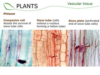 PLANTS

Vascular tissue

Phloem
Companion cell
Assists the survival of
sieve tube cells

Sieve tube (cells
without a nucleus
forming a hollow tube)

Sieve plate (perforated
end of sieve tube cells)

 