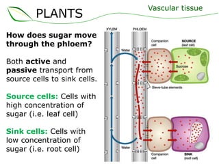 PLANTS
How does sugar move
through the phloem?
Both active and
passive transport from
source cells to sink cells.
Source cells: Cells with
high concentration of
sugar (i.e. leaf cell)
Sink cells: Cells with
low concentration of
sugar (i.e. root cell)

Vascular tissue

 