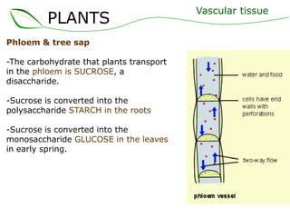 PLANTS
Phloem & tree sap
-The carbohydrate that plants transport
in the phloem is SUCROSE, a
disaccharide.

-Sucrose is converted into the
polysaccharide STARCH in the roots
-Sucrose is converted into the
monosaccharide GLUCOSE in the leaves
in early spring.

Vascular tissue

 