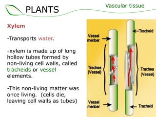 PLANTS
Xylem
-Transports water.
-xylem is made up of long
hollow tubes formed by
non-living cell walls, called
tracheids or vessel
elements.
-This non-living matter was
once living. (cells die,
leaving cell walls as tubes)

Vascular tissue

 