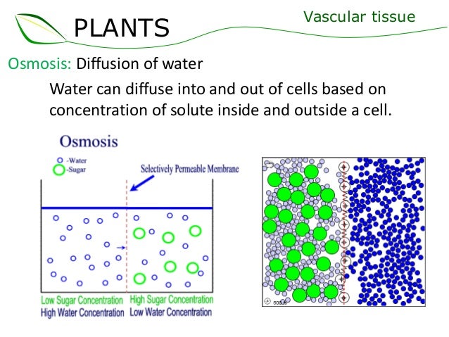 06 vascular tissue