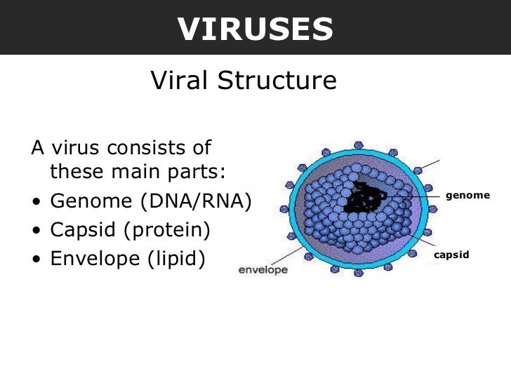 of virus parts viruses 06