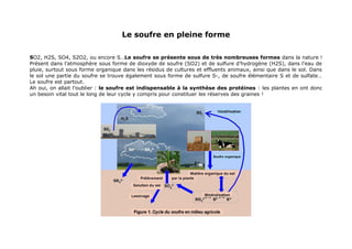 Le soufre en pleine forme
SO2, H2S, SO4, S2O2, ou encore S…Le soufre se présente sous de très nombreuses formes dans la nature !
Présent dans l’atmosphère sous forme de dioxyde de soufre (SO2) et de sulfure d’hydrogène (H2S), dans l’eau de
pluie, surtout sous forme organique dans les résidus de cultures et effluents animaux, ainsi que dans le sol. Dans
le sol une partie du soufre se trouve également sous forme de sulfure S-, de soufre élémentaire S et de sulfate…
Le soufre est partout.
Ah oui, on allait l’oublier : le soufre est indispensable à la synthèse des protéines : les plantes en ont donc
un besoin vital tout le long de leur cycle y compris pour constituer les réserves des graines !
 