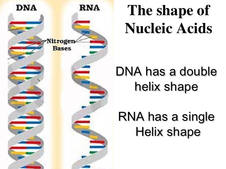 The Big Nucleic Acid