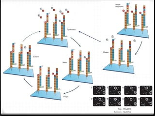 PAPI enzyme add ~150 bp to the 3’end

 