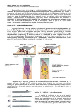 Curso de Fisiologia 2012 Ciclo de Neurofisiologia
Departamento de Fisiologia, IB Unesp-Botucatu Profa. Silvia M. Nishida
79
Quando a transmissão sonora chega no estribo esse vibra e empurra o liquido perilinfático da escala
vestibular. As ondas de compressão e de descompressão no líquido propagam-se pelas três escalas e
dissipam-se pela janela redonda. Como a membrana basilar é muito sensível à vibração mecânica ela entra
em ressonância descrevendo oscilações ascendentes e descendentes. O pico dessa oscilação depende da
freqüência: ondas de freqüências altas (sons agudos) atingem a amplitude máxima de deslocamento
próximo à base da cóclea e as de freqüências baixas (sons graves), próxima ao ápice. Isto mostra que a
capacidade de ressonância da membrana basilar está tonotopicamente sintonizada com a freqüência do
som. Como a velocidade de propagação do som no meio líquido é maior do que no ar, a onda sonora
invade a cóclea quase instantaneamente. Veja as animações sugeridas no site.
Como ocorre a transduçâo sensorial?
Em silêncio absoluto (condição hipotética) o potencial de repouso das células sensoriais estaria em
torno de -50mV, graças ao fluxo resultante de K+
cátion da endolinfa para o interior da célula. Lembre-se de
que a endolinfa possui uma [K+
] bastante elevada e, portanto favorece a existência de um gradiente
químico. Assim, durante a propagação sonora pela membrana basilar, a membrana tectorial exerce força
de cisalhamento sobre os cílios no sentido do cinecílio, os canais de K se abrem e durante uma fase da
onda ocorre despolarização. Quando ocorre recuperação os canais se fecham, os cílios movem-se em
sentido contrário resultando em hiperpolarização. Dessa forma a vibração da membrana basilar causa
potencial receptor do tipo bifásico reproduzindo a oscilação da onda sonora
Os canais de Ca sensíveis à variação de voltagem despolarizante se abrem e o aumento de Ca
intracelular estimula a liberação de NT excitatórios para a fenda sináptica cuja membrana pós-sinaptica
pertence às terminações nervosas do nervo VIII. Assim a freqüência dos potenciais de ação desencadeados
nessa fibras ficará aumentada quando o potencial receptor for despolarizante e diminuída quando ocorre a
hiperpolarização.
Analise de freqüência e intensidade do som
A análise de freqüência do som se torna possível
porque na proximidade da base, a onda de compressão
desloca uma quantidade menor de liquido e a membrana
basilar sendo mais rígida e menos larga, ressona melhor com
ondas de freqüências mais altas (agudas). O contrário ocorre
com a sua extremidade distal, próxima ao helicotrema onde
Inclinação dos cílios
Aumento na abertura de canais de K
PR despolarizante
Abertura de canais de Ca
Entrada de Ca
Liberação de NT excitatórios
Potencial de repouso: -50mV
Influxo de K
 