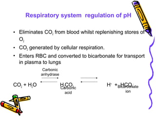 Respiratory system regulation of pH
• Eliminates CO2 from blood whilst replenishing stores of
O2
• CO2 generated by cellular respiration.
• Enters RBC and converted to bicarbonate for transport
in plasma to lungs
CO2 + H2O H2CO3 H+
+ HCO3
-
Carbonic
anhydrase
Carbonic
acid
Bicarbonate
ion
 