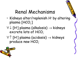 Renal Mechanisms
• Kidneys alter/replenish H+
by altering
plasma [HCO3
-
]
∀↓ [H+
] plasma (alkalosis) → kidneys
excrete lots of HCO3
-
∀↑ [H+
] plasma (acidosis) → kidneys
produce new HCO3
-
 