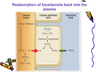 Reabsorption of bicarbonate back into the
plasma
 