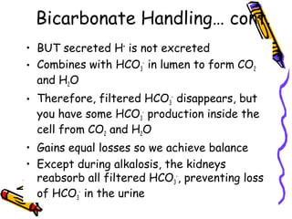 Bicarbonate Handling… cont.
• BUT secreted H+
is not excreted
• Combines with HCO3
-
in lumen to form CO2
and H2O
• Therefore, filtered HCO3
-
disappears, but
you have some HCO3
-
production inside the
cell from CO2 and H2O
• Gains equal losses so we achieve balance
• Except during alkalosis, the kidneys
reabsorb all filtered HCO3
-
, preventing loss
of HCO3
-
in the urine
 