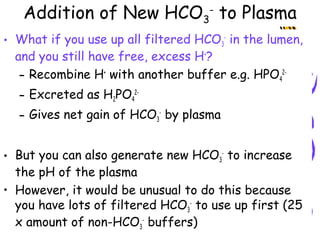 Addition of New HCO3
-
to Plasma
• What if you use up all filtered HCO3
-
in the lumen,
and you still have free, excess H+
?
– Recombine H+
with another buffer e.g. HPO4
2-
– Excreted as H2PO4
2-
– Gives net gain of HCO3
-
by plasma
• But you can also generate new HCO3
-
to increase
the pH of the plasma
• However, it would be unusual to do this because
you have lots of filtered HCO3
-
to use up first (25
x amount of non-HCO3
-
buffers)
 