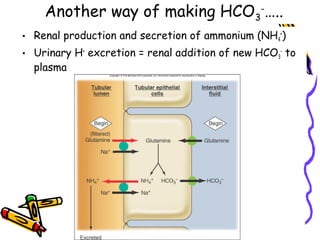 Another way of making HCO3
-
…..
• Renal production and secretion of ammonium (NH4
+
)
• Urinary H+
excretion = renal addition of new HCO3
-
to
plasma
 