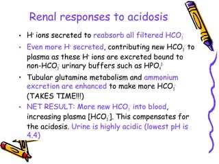Renal responses to acidosis
• H+
ions secreted to reabsorb all filtered HCO3
-
• Even more H+
secreted, contributing new HCO3
-
to
plasma as these H+
ions are excreted bound to
non-HCO3
-
urinary buffers such as HPO4
2-
• Tubular glutamine metabolism and ammonium
excretion are enhanced to make more HCO3
-
(TAKES TIME!!!)
• NET RESULT: More new HCO3
-
into blood,
increasing plasma [HCO3
-
]. This compensates for
the acidosis. Urine is highly acidic (lowest pH is
4.4)
 