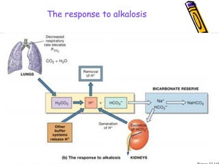 The response to alkalosis
 