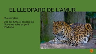 EL LLEOPARD DE L’AMUR
 35 exemplars.
 Des del 1996, el lleopard de
l’Amur es troba en perill
d'extinció
 