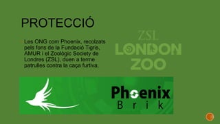 PROTECCIÓ
 Les ONG com Phoenix, recolzats
pels fons de la Fundació Tigris,
AMUR i el Zoològic Society de
Londres (ZSL), duen a terme
patrulles contra la caça furtiva.
 
