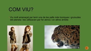 COM VIU?
 Viu molt amenaçat per tenir una de les pells més boniques i gruixudes
del planeta i les utilitzaven per fer abrics i en altres àmbits
 