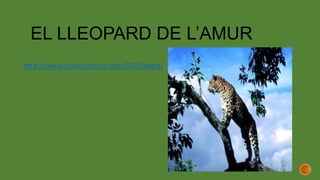 EL LLEOPARD DE L’AMUR
http://www.maxisciences.com/l%E9opard/
 