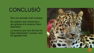 CONCLUSIÓ
 Són uns animals molt curiosos.
 No sabíem quin animal era i
ara gràcies a la recerca l’hem
descobert.
 La recerca que hem fet ens ha
sigut interessant i curiosa i ens
ha agradat molt.
 