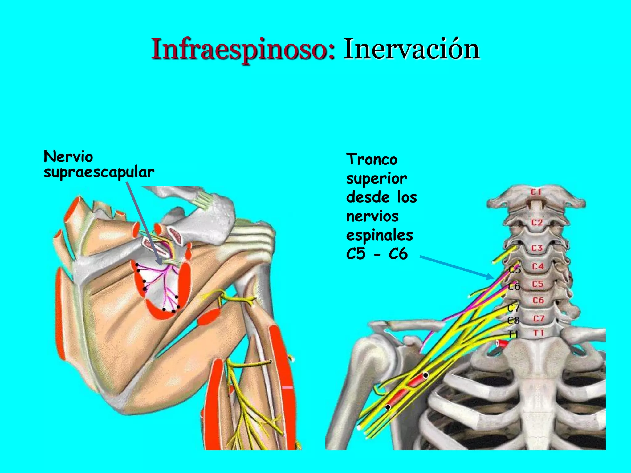 07 Smf Infraespinoso Prv PDF 07-smf-infraespinoso-prv-pdf