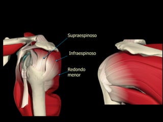 Musculo infraespinoso top y supraespinoso