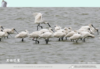 黑面琵鷺
                                 照片來源：蘇銀添提供

  2012互惠互助的自然資源經營-里山倡議精神的實踐研討會                23
 