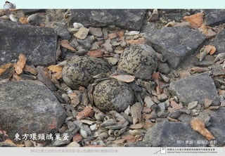 東方環頸鴴巢蛋
                                 照片來源：蔡福昌攝影

  2012互惠互助的自然資源經營-里山倡議精神的實踐研討會                25
 