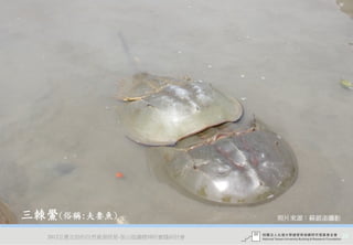 三棘鱟(俗稱:夫妻魚)                       照片來源：蘇銀添攝影

   2012互惠互助的自然資源經營-里山倡議精神的實踐研討會                26
 