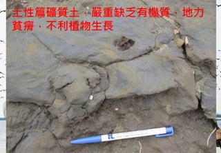 土性篇礦質土，嚴重缺乏有機質，地力
貧瘠，不利植物生長




 2012互惠互助的自然資源經營 里山倡議精神的實踐研討會
 